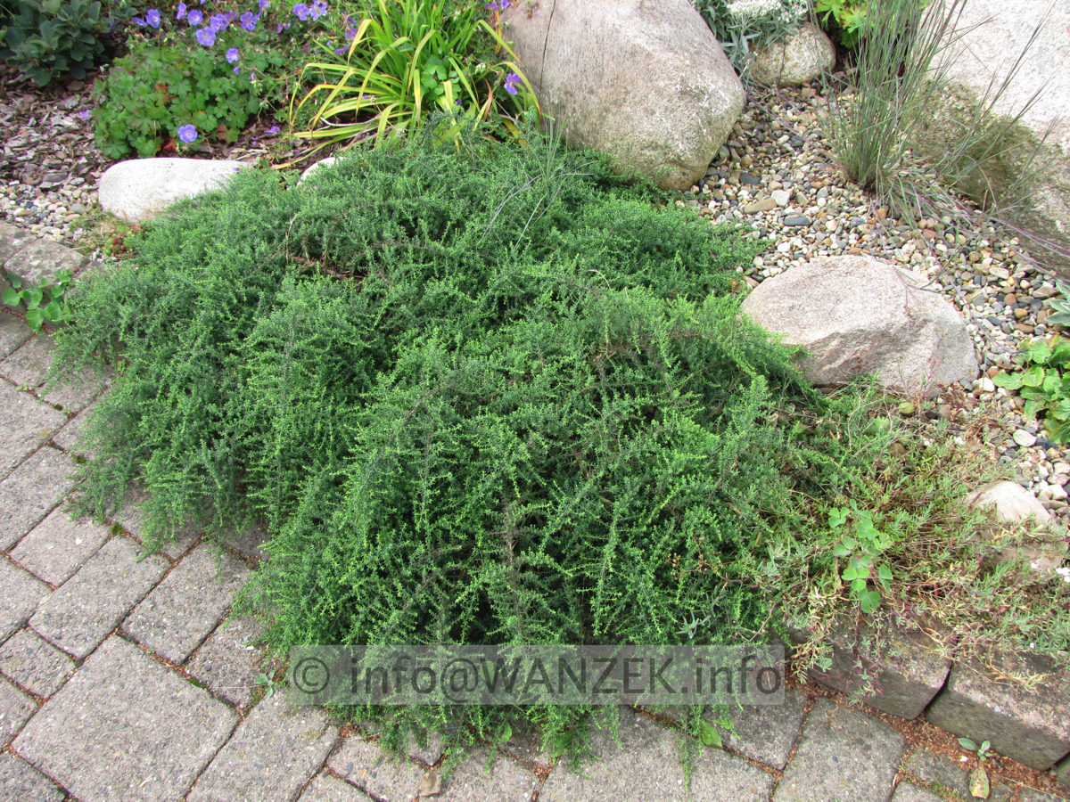 Aster pansos Snowflurry 03.JPG